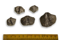 F 09264
<br/>
<br/>
<em></em>